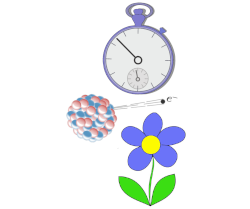 Radio, Clock, Flower